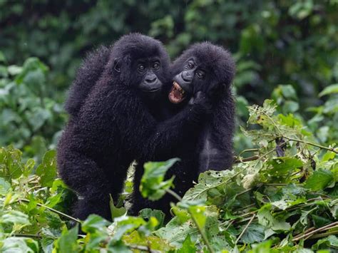 Rwanda Safari Tours Holidays 2021 | Africa Travel Brochure