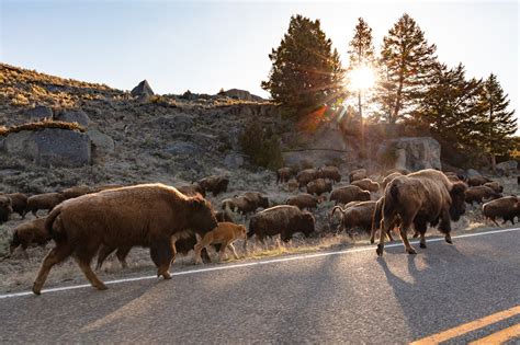 Winter Bison Hunt Unnecessarily Risky: Yellowstone Neighbors - Yellowstone Insider