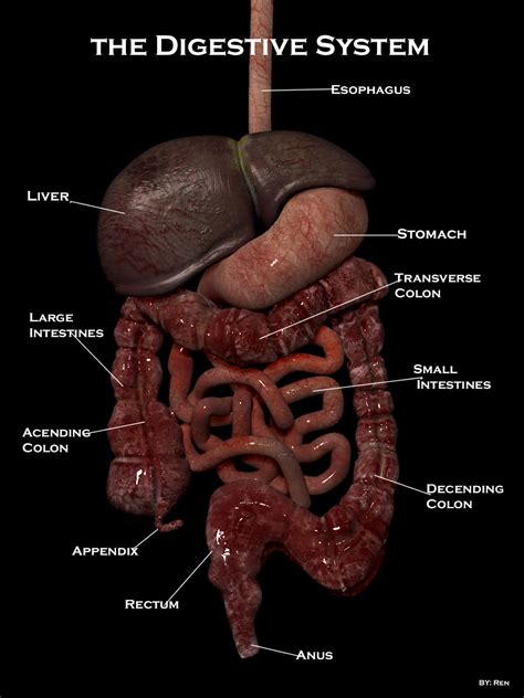 The Polygon Monkey: Digestive System done in Modo and ZBrush