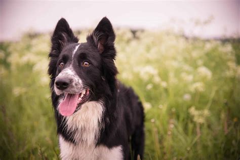 The 136 Most Popular Border Collie Names