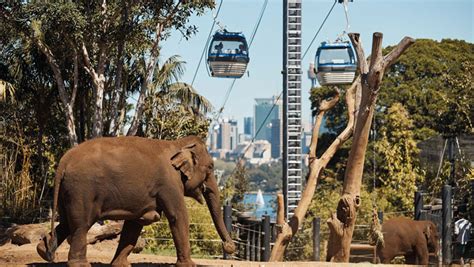 Come and have a last ride with us | Taronga Conservation Society Australia