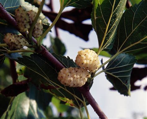 What Are the Benefits of White Mulberry Leaf and Is It Safe? - The New York Times