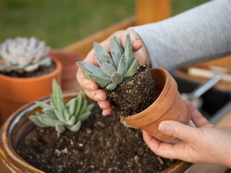 Beginner’s Guide To Succulents: Learn About Growing Succulent Plants