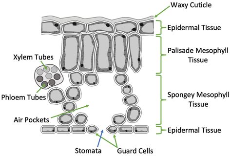 B2 Q) The Structure of Leaves – AQA Combined Science Trilogy - Elevise