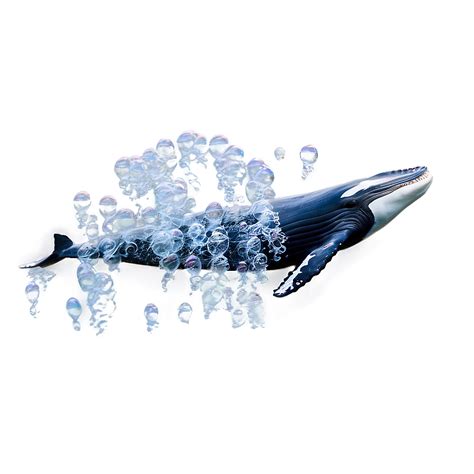 Humpback Whale Bubble Net Feeding Png 67 PNG Image