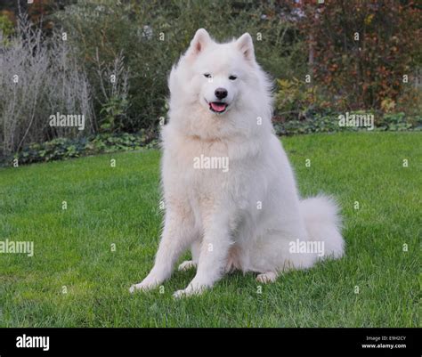 Giant Samoyed Puppies