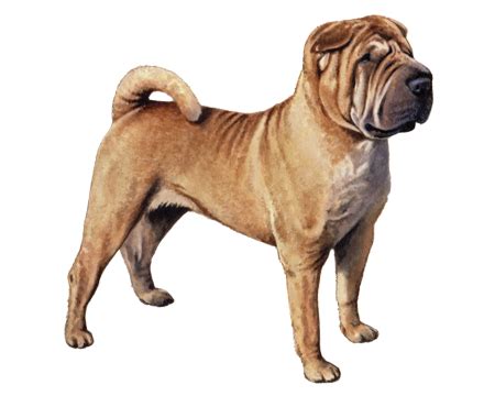 Chinese Shar-Pei Facts - Wisdom Panel™ Dog Breeds