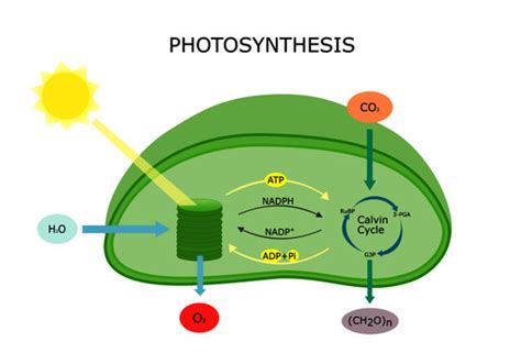 Leaf Diagram Labeled Photosynthesis