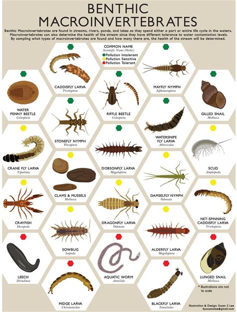 Macroinvertebrate Insect Poster Print Environmental Education, Stream ...