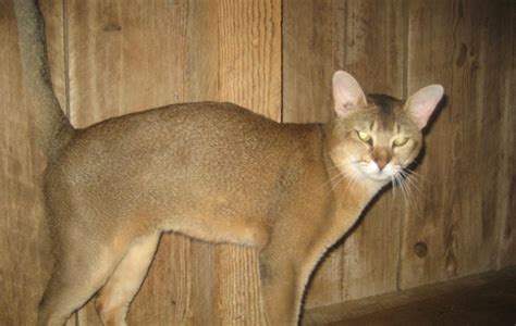 Chausie Cat Breed: 5 Things You Didn't Know