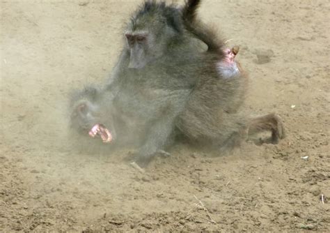 130+ Baboon Fight Stock Photos, Pictures & Royalty-Free Images - iStock