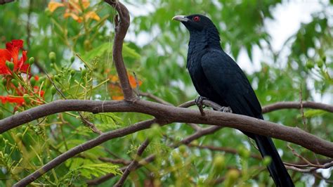 Koyal Bird l Cuckoo Bird l Full HD l Stock Footage l FREE Download - YouTube