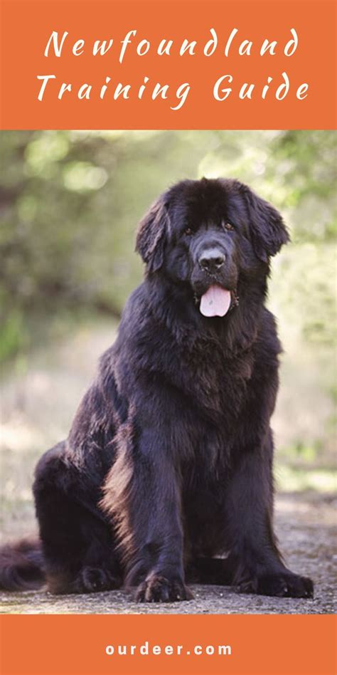 Newfoundland Training Guide | Our Deer | Newfoundland puppies, Landseer ...