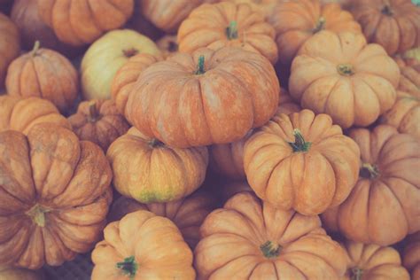 Pumpkins | Zucche violine, Zucche turbante, zucche ornamenta… | Flickr