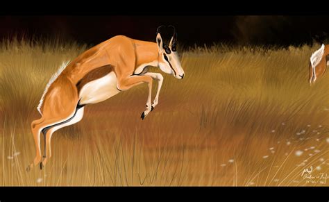 Springbok by DikkeBobby on DeviantArt