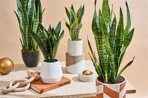 The Best Fake Snake Plant - With Comparison Photos | Apartment Therapy