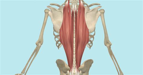 The Erector Spinae Muscles, Its Attachments and Actions - Yoganatomy