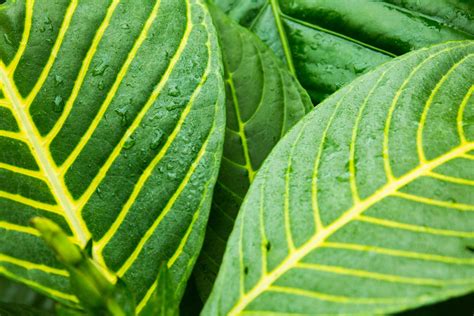 Green Tropical Leaves Free Stock Photo - Public Domain Pictures