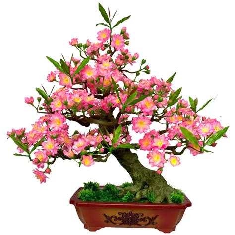 cay-dao-bonsai-gia-60cm-mau-bd9 HOA CHÍ TÍN