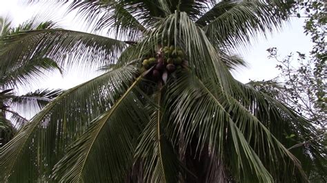 Macapuno Coconuts at Fairchild Tropical Gardens - YouTube