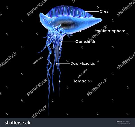 Physalia Stock Illustration 235316671 | Shutterstock