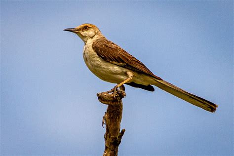 What is the Texas State Bird? Well, it is the Mockingbird of Course! - Texas Proud