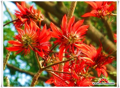 Beautiful Flowering Trees In India