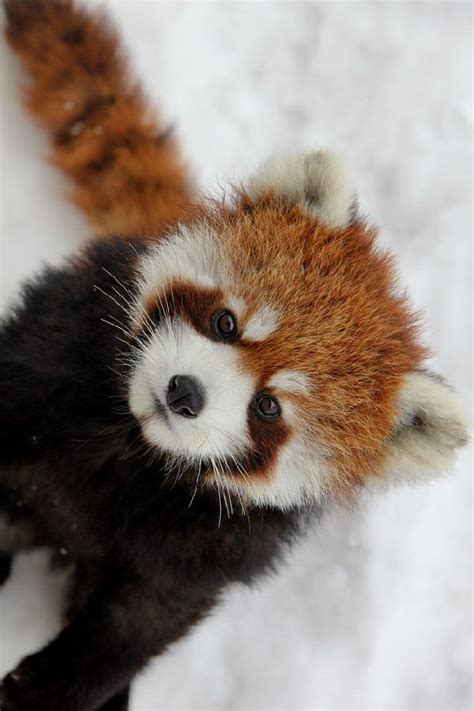 Red Panda in Snow | Red panda, Panda in snow, Animal pictures