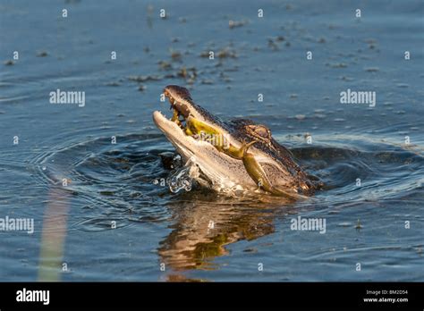 Alligator eating fish hi-res stock photography and images - Alamy