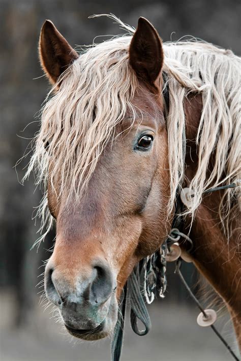 25 Horse Photography Tips: Take Great Equine Photography