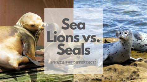 Sea Lion Vs Seal: Here’s The Difference - Science Trends