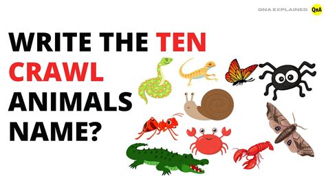 Write the ten crawl animals name? - QnA Explained - YouTube