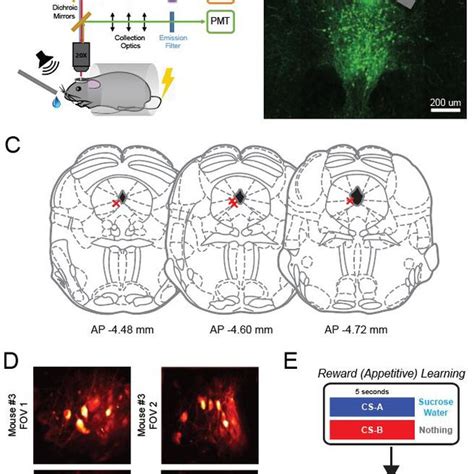 Two-photon imaging of DRN DA neurons during associative learning tasks ...