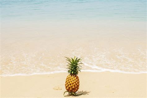 Pineapple of the sea