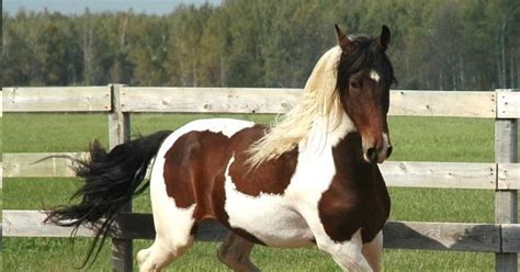 Sweethearts Of The West: The Beautiful Pinto Horse by Cheri Kay Clifton