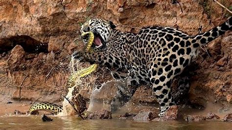 Jaguar Vs Anaconda