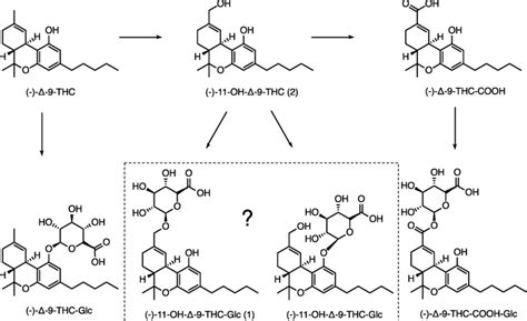 Main metabolism steps of (−)-Δ-9-THC via (−)-11-OH-Δ-9-THC and ...