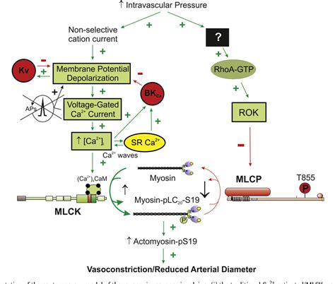 Figure 9 from Role of myosin light chain kinase and myosin light chain ...