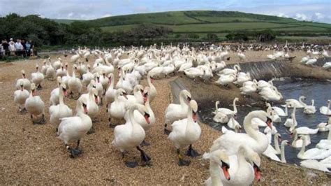 Abbotsbury Swannery in bird flu outbreak - BBC News