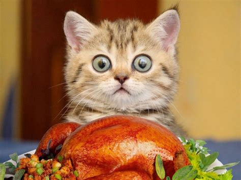 Thanksgiving Pets – FuzzFeed