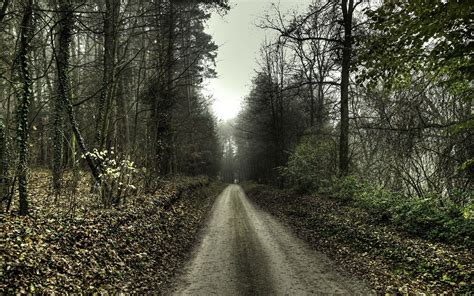 Fantastic Forest Road wallpaper | 2560x1600 | #34975