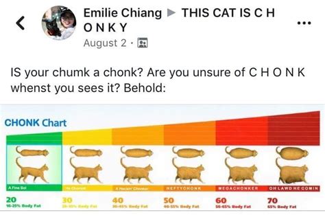 Cat Size Chart Chonk