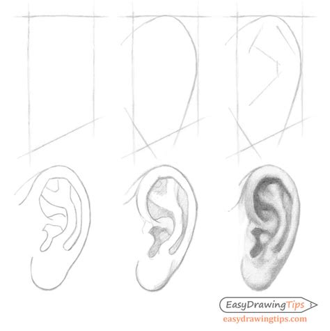 How to Draw an Ear Step by Step - Side View