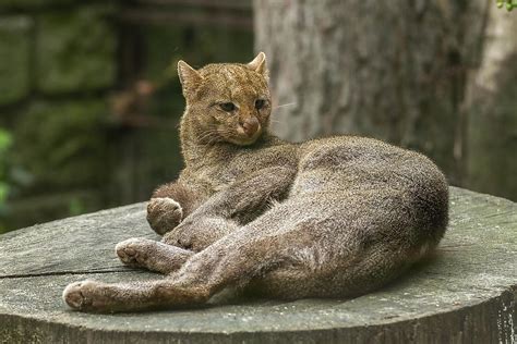 The Wild Cat Species Of Central America - WorldAtlas