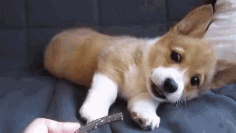 Funny Animals Corgi GIF - FunnyAnimals Corgi Cogi - Discover & Share GIFs