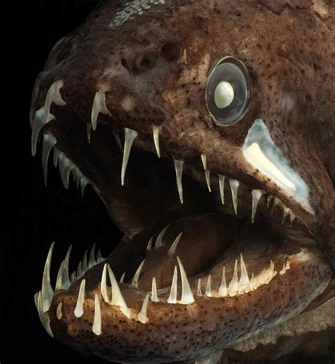 The deep sea Dragonfish grows teeth on its tongue : r/natureismetal