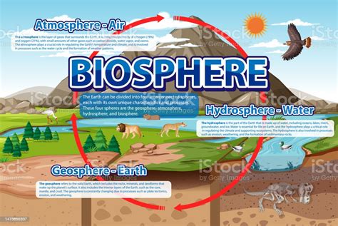 Biosphere Ecology Infographic For Learning Stock Illustration ...