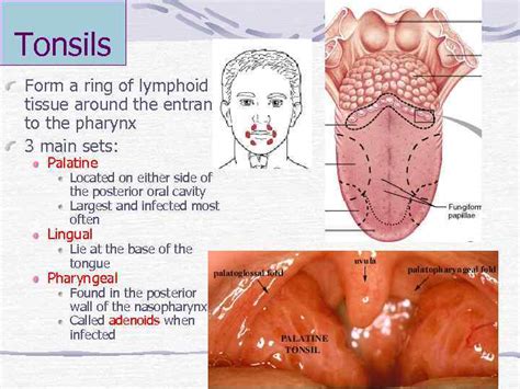 Lymphatic System review Introduction Components Lymph is