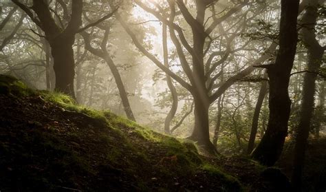 Ultimate Guide to Forest Photography - Tips and Tricks | Click and Learn Photography