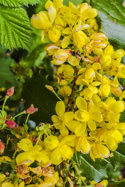 Flower of the Day – November 12, 2015 – Oregon Grape Blooms (Oregon ...